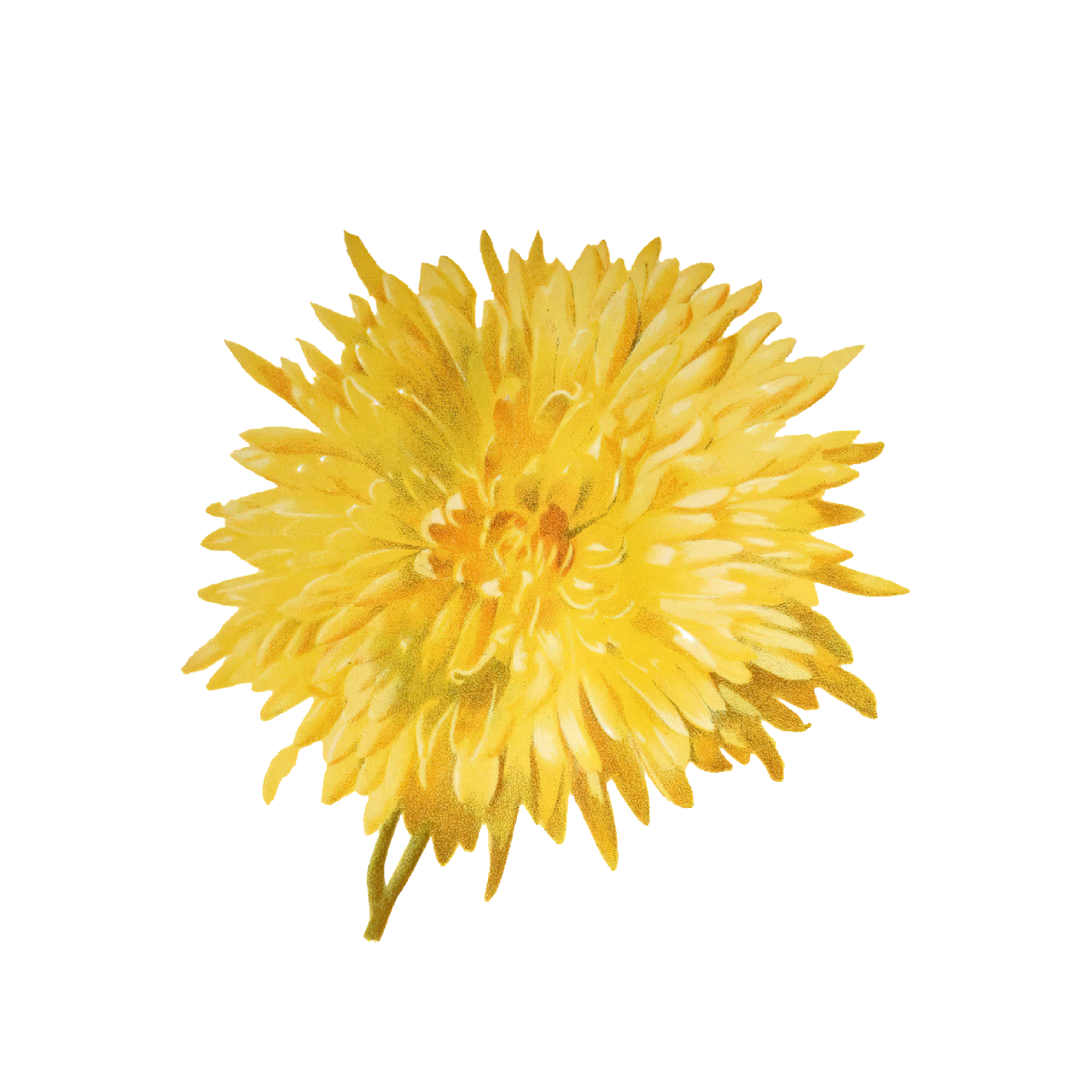 bryce